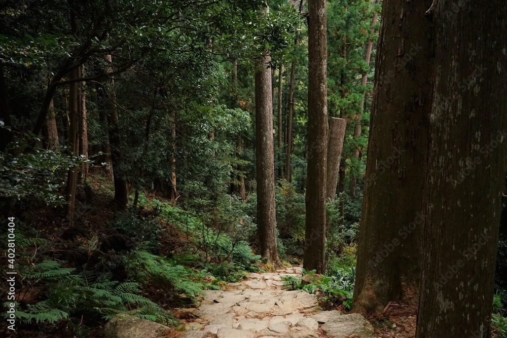 Naklejka premium Pathway in the forest at Kumano Kodo, Daimonzaka Slope in Wakayama, Japan