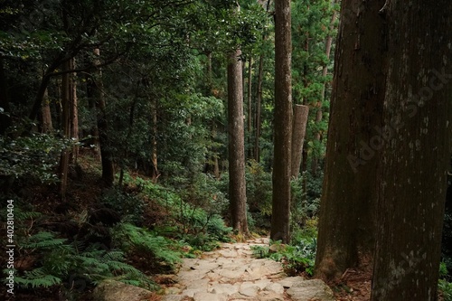 Pathway in the forest at Kumano Kodo  Daimonzaka Slope in Wakayama  Japan