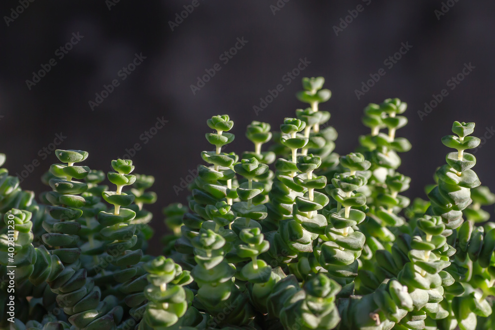 Crassula perfotata succulent plant Crassula perfotata succulent plant