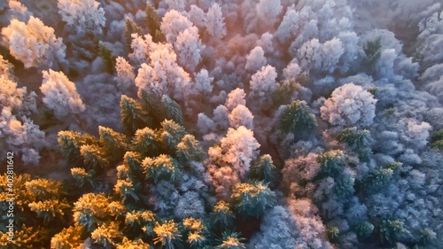 Pine tree tops covered in white frost on a cold winters morning, seen from above. looking down.