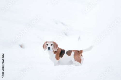 Beagle dog on a walk in a winter. Beagle on a white snow background. Out of focus