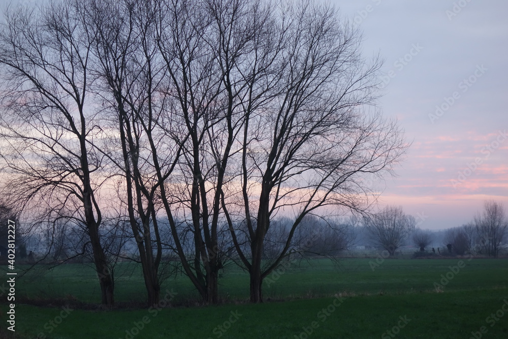 Baumgruppe vor Feldern und Wiesen bei Grefrath Oedt am Niederrhein im Winter bei Sonnenuntergang