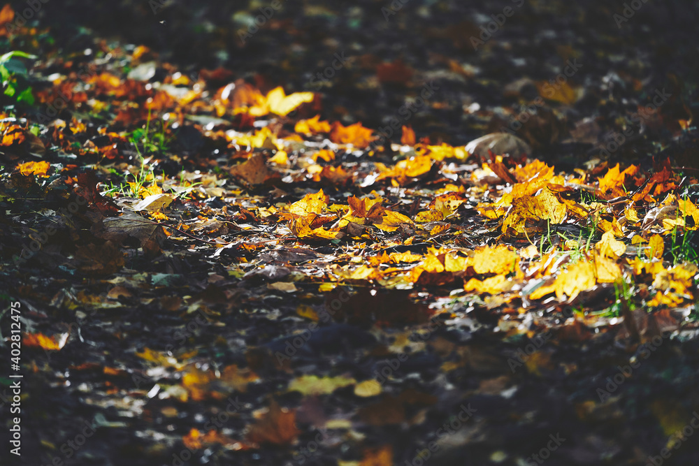 autumn leaves on the ground autumn leaves on the ground