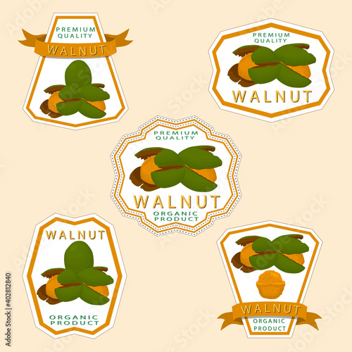 Illustration on theme big set different types walnut in nutshell