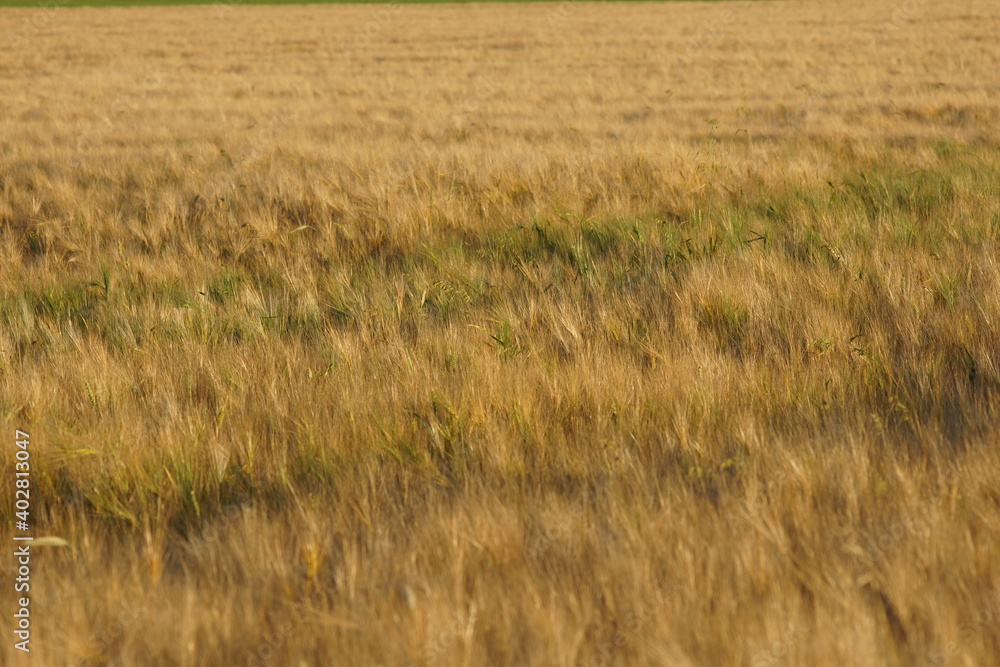 Obraz premium Grain on the field.