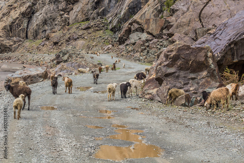Herd of sheep and goats in Bartang valley in Pamir mountains, Tajikistan