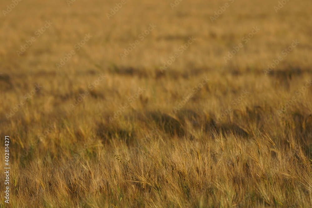 Obraz premium Grain on the field.