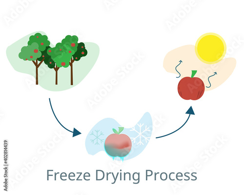 freeze drying process to freezing and drying fruit before selling vector