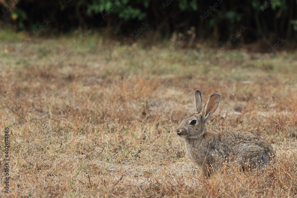 Fototapeta premium Rabbit with open ears camouflaged in a dry field in midsummer