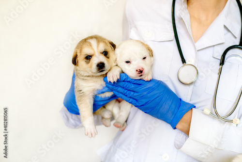 Cute three puppy dogs in the arms of veterinary healthcare professional - getting ready for their first vaccine.Inspection treatment and prevention for pet.
