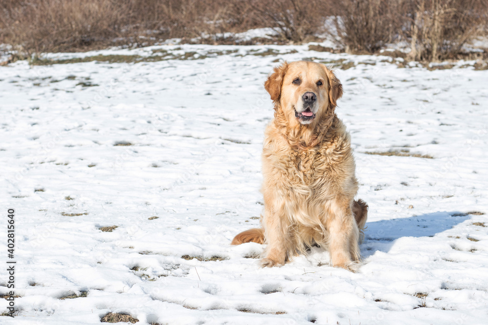 Old golden retriever dog in winter