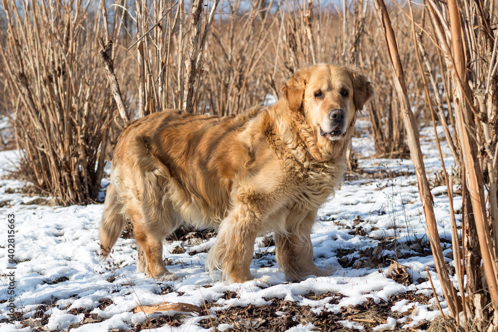 Old golden retriever dog in winter