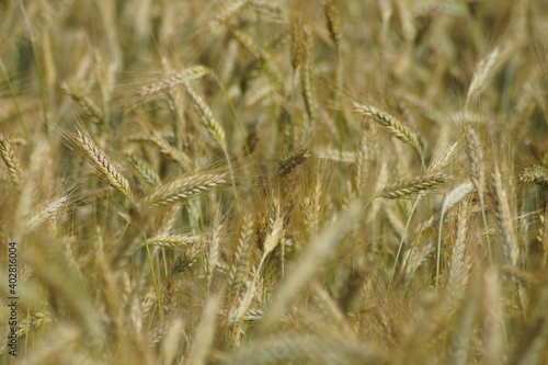 Grain on the field.