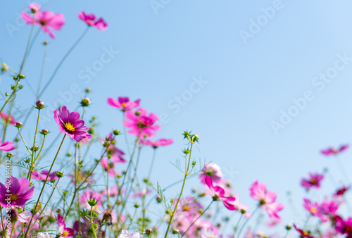 beautiful pink cosmos flower field under clear blue sky  selective focus 