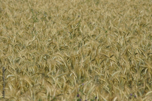 Grain on the field.