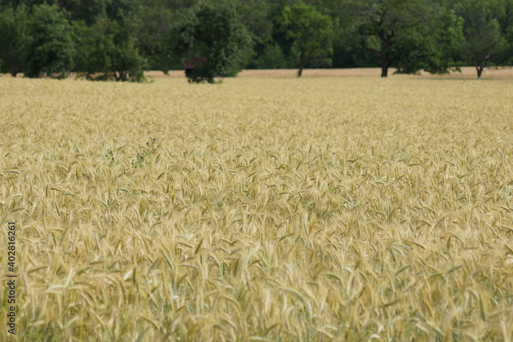 Fototapeta premium Grain on the field.