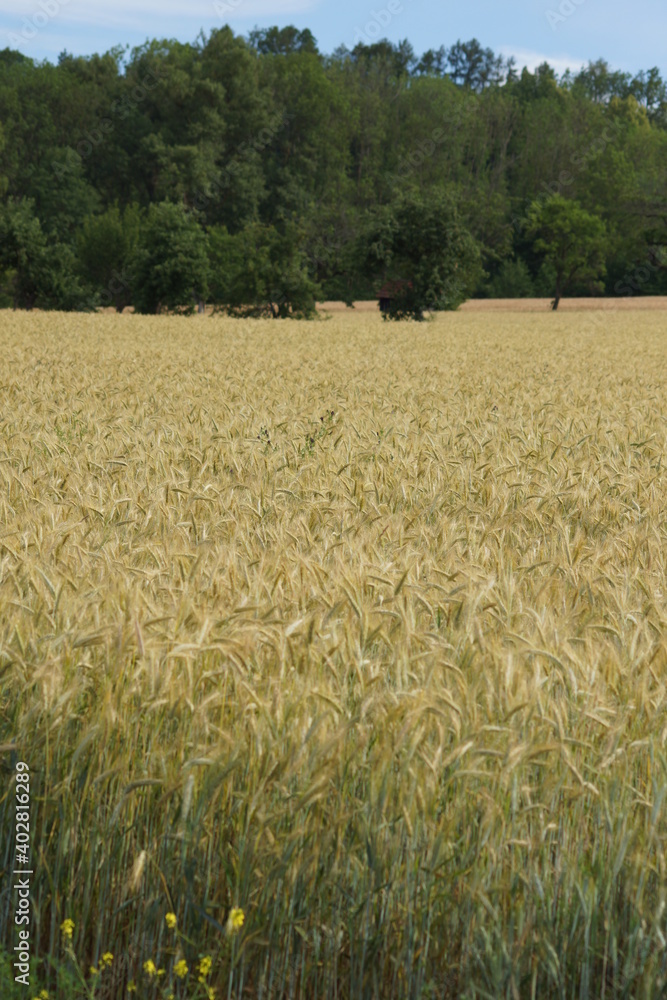 Grain on the field. Grain on the field.