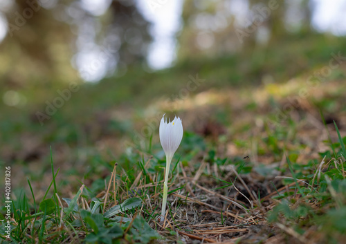 White crocus on meadow in the forest. delicate wild flower. blurred background.