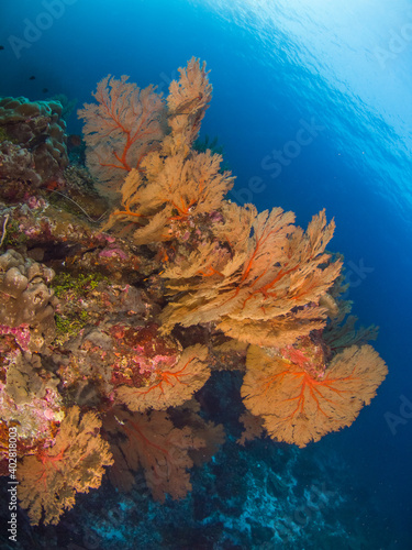 Bunch of Gorgonian seafan (Burma Banks, Mergui archipelago, Myanmar)