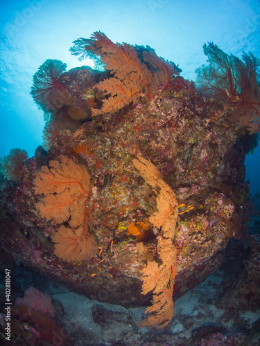 Gorgonian seafans on a boulder rock (Burma Banks, Mergui archipelago, Myanmar) photo