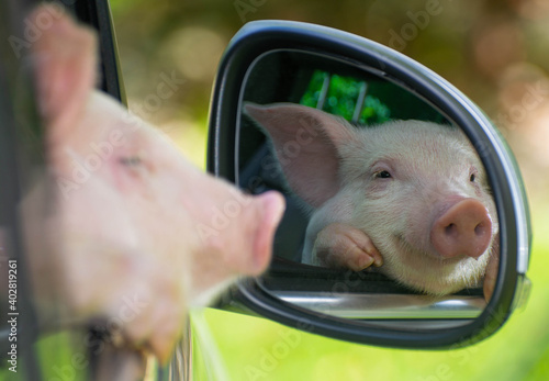 Piglet looks in the mirror
