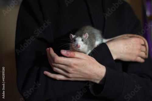 Domestic rat. White-gray rat. Rat in human hands. The man in the black hoodie. Pets.