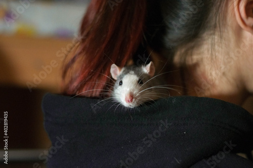 Domestic rat. White-gray rat. Rat on a human shoulder. Rat in the hood. The man in the black hoodie. Pets.