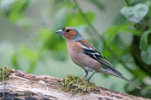 Male Common Chaffinch (Fringilla coelebs) on a branch in the forest of Noord Holland in the Netherlands.  © Albert Beukhof