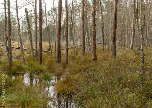 various old and rotten trees and tree branches on the shore of a swampy lake  flooded forest area  bog