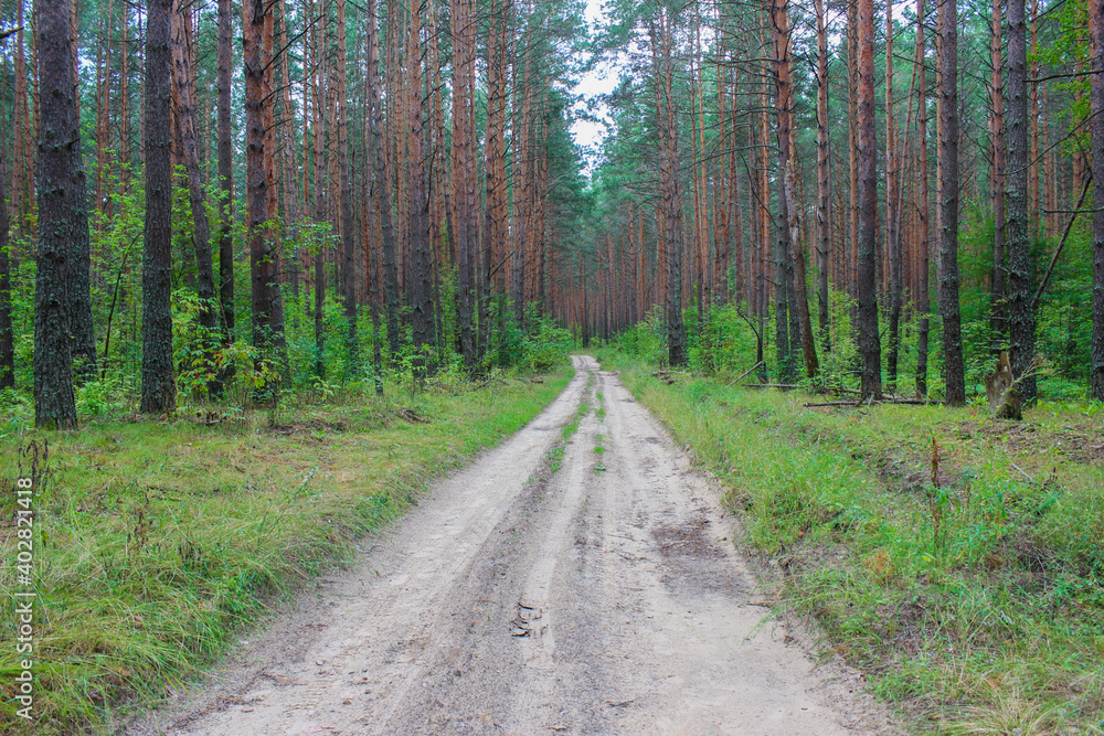 Road through the forest Road through the forest