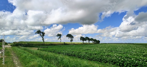 Potatoe fields near Pieterburen, Groningen, Netherlands photo