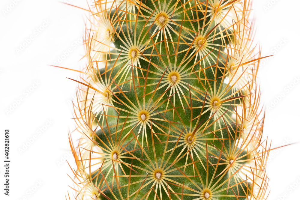 Ladyfinger cactus macro shot isolated on white background Ladyfinger cactus macro shot isolated on white background