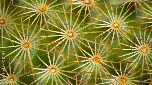 Abstract macro shot of a Ladyfinger cactus spines