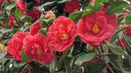 Shrub with bright red roses