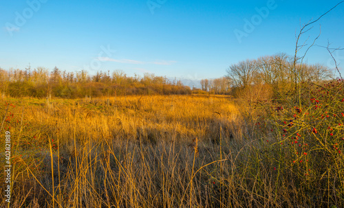 Trees in a wetland forest under a blue sky in sunlight at fall, Almere, Flevoland, The Netherlands, January 1, 2021