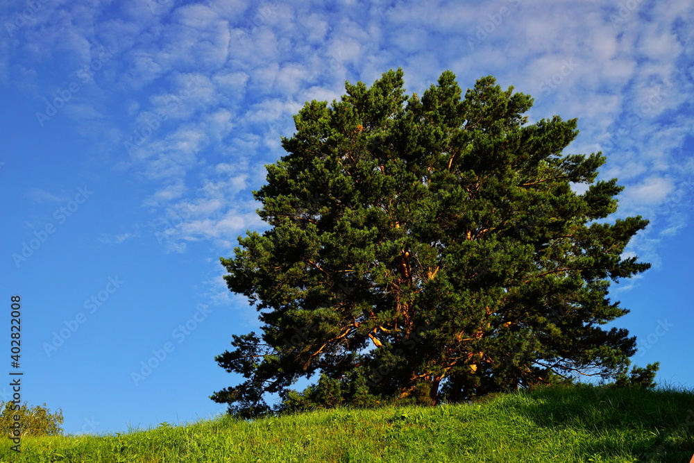 Fototapeta premium Lone Tree
