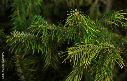 Spruce branches