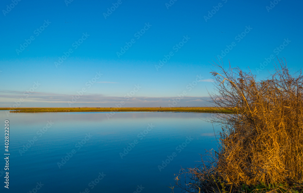 Shore of a blue lake in wetland under a bright blue sky, Almere, Flevoland, The Netherlands, January 1, 2021