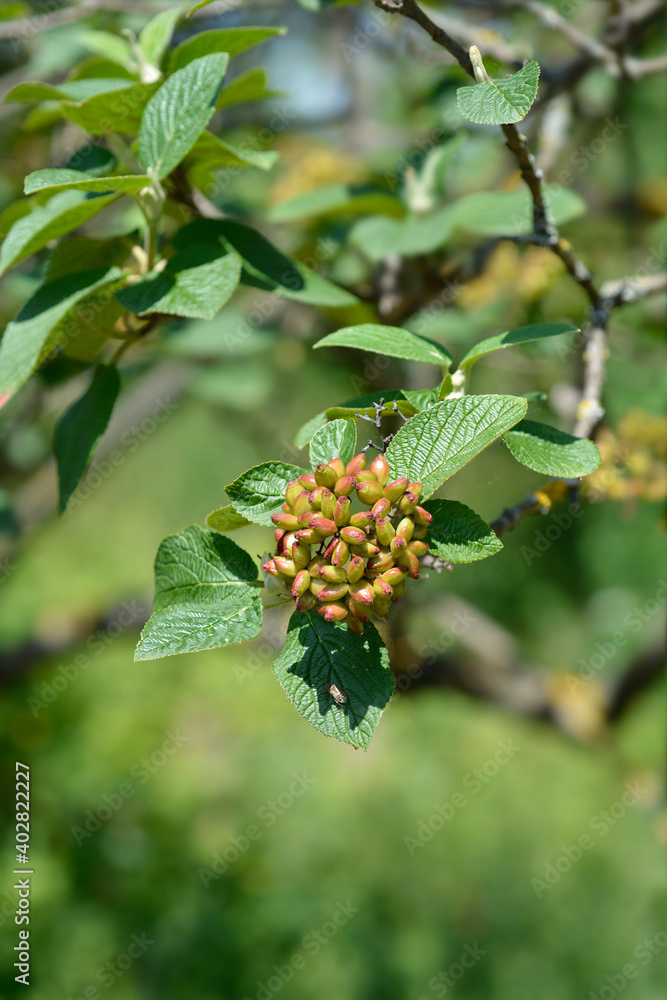 Wayfaring tree Wayfaring tree
