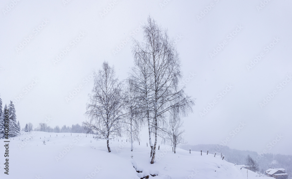 Austrian countryside covered in snow with multiple birch trees on a hillside meadow (Filzmoos, Salzburg County) Austrian countryside covered in snow with multiple birch trees on a hillside meadow (Filzmoos, Salzburg County)