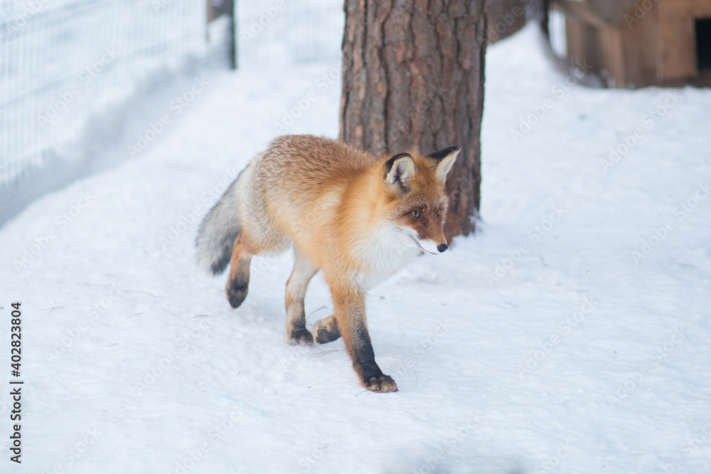 Obraz premium Red fox in the winter forest.