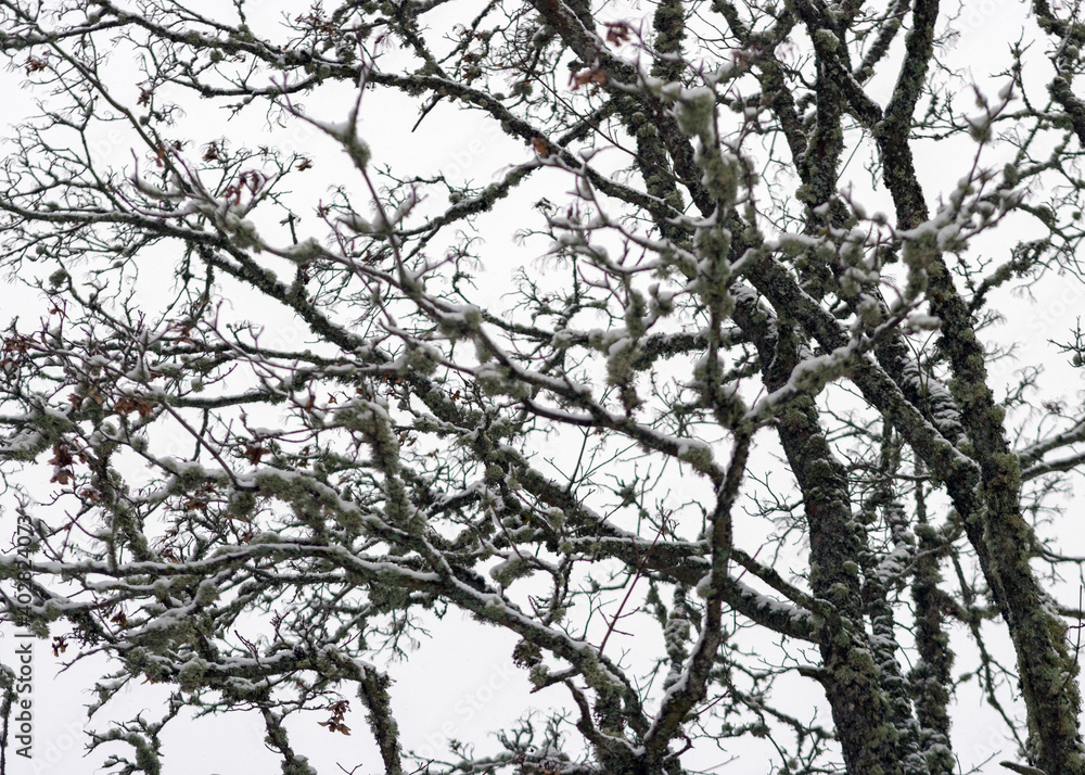 Fototapeta premium abstract tree branch patterns, snow-covered tree branches, beautiful winter texture, suitable for wallpaper