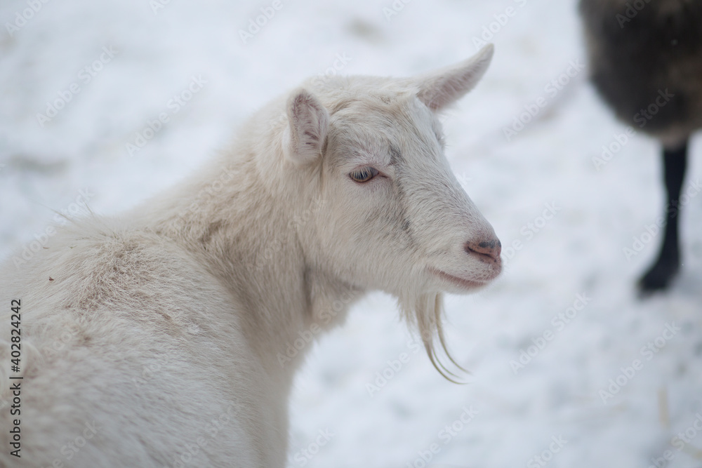 Goats on the street. Pets outside in winter. Goats on the street. Pets outside in winter.