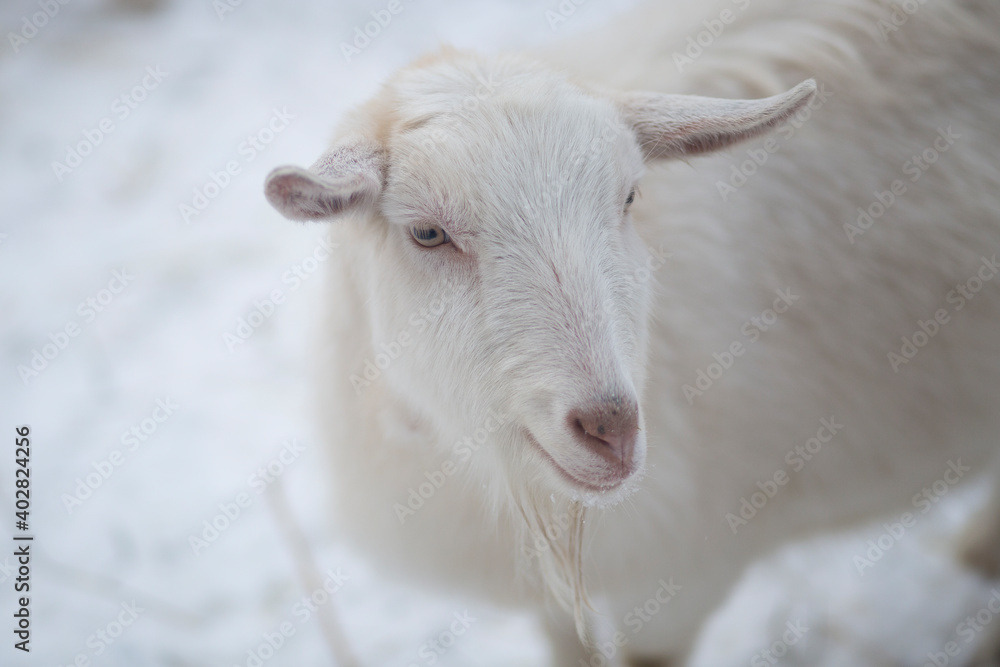 Goats on the street. Pets outside in winter. Goats on the street. Pets outside in winter.