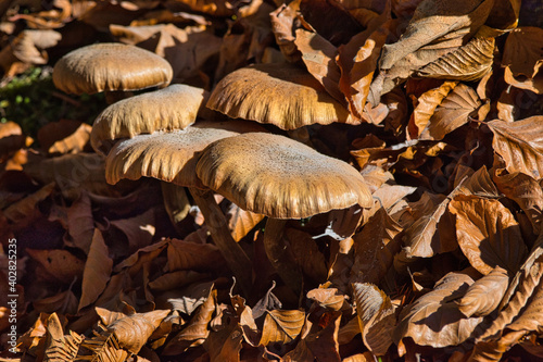 Braune Pilze, getarnt inmitten von Herbstlaub photo