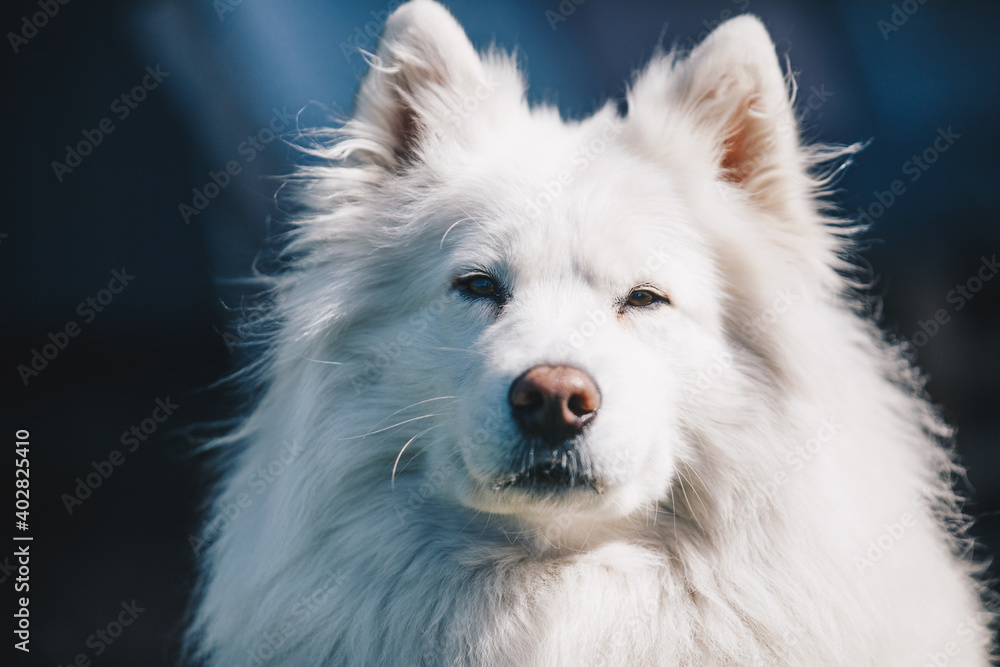 Portrait of a white Samoyed Portrait of a white Samoyed