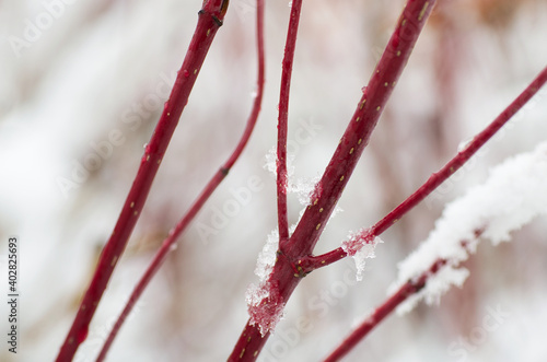 Roter Hartriegel mit vereisten Regen  photo