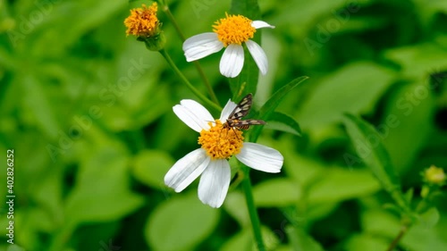 Close up of Amata huebneri (Hubners Wasp Moth) gathering pollen from Bidens pilosa flower (Beggar’s Tick) on bright sunny windy day. Shallow depth of field; soft blur background of leaves. photo