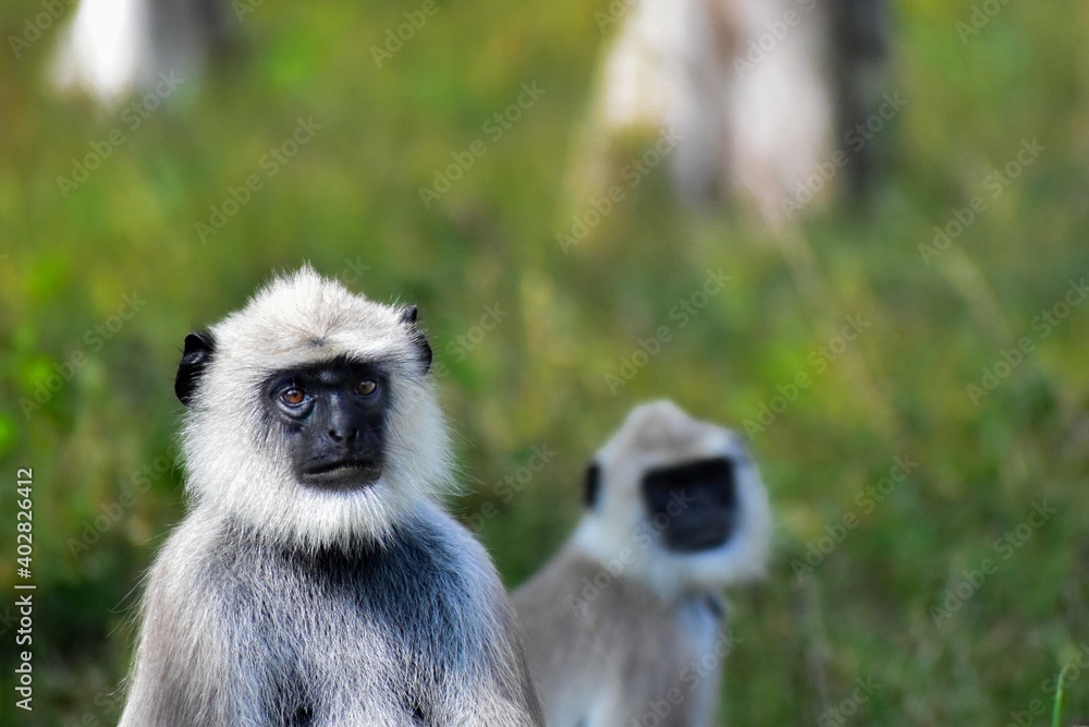 Obraz premium black tailed macaque