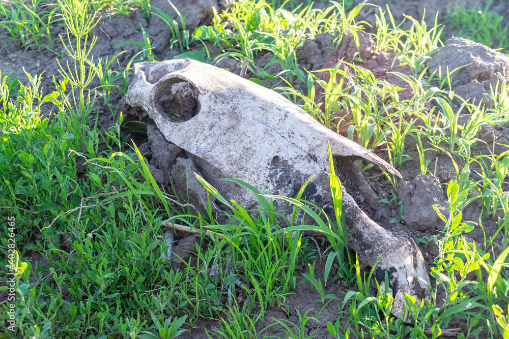 Horse skull on the ground Horse skull on the ground